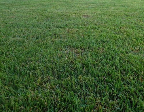 Zenith zoysia grass seed 100 - zenith,